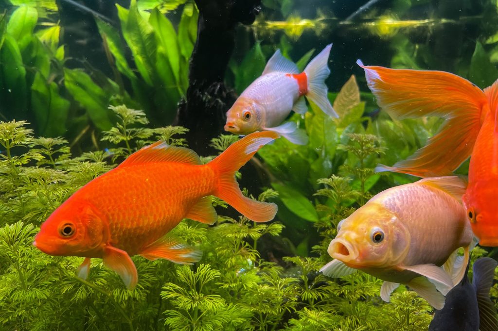 Goldfish Care - Complete Guide, Types, Lifespan, and Tank Requirements