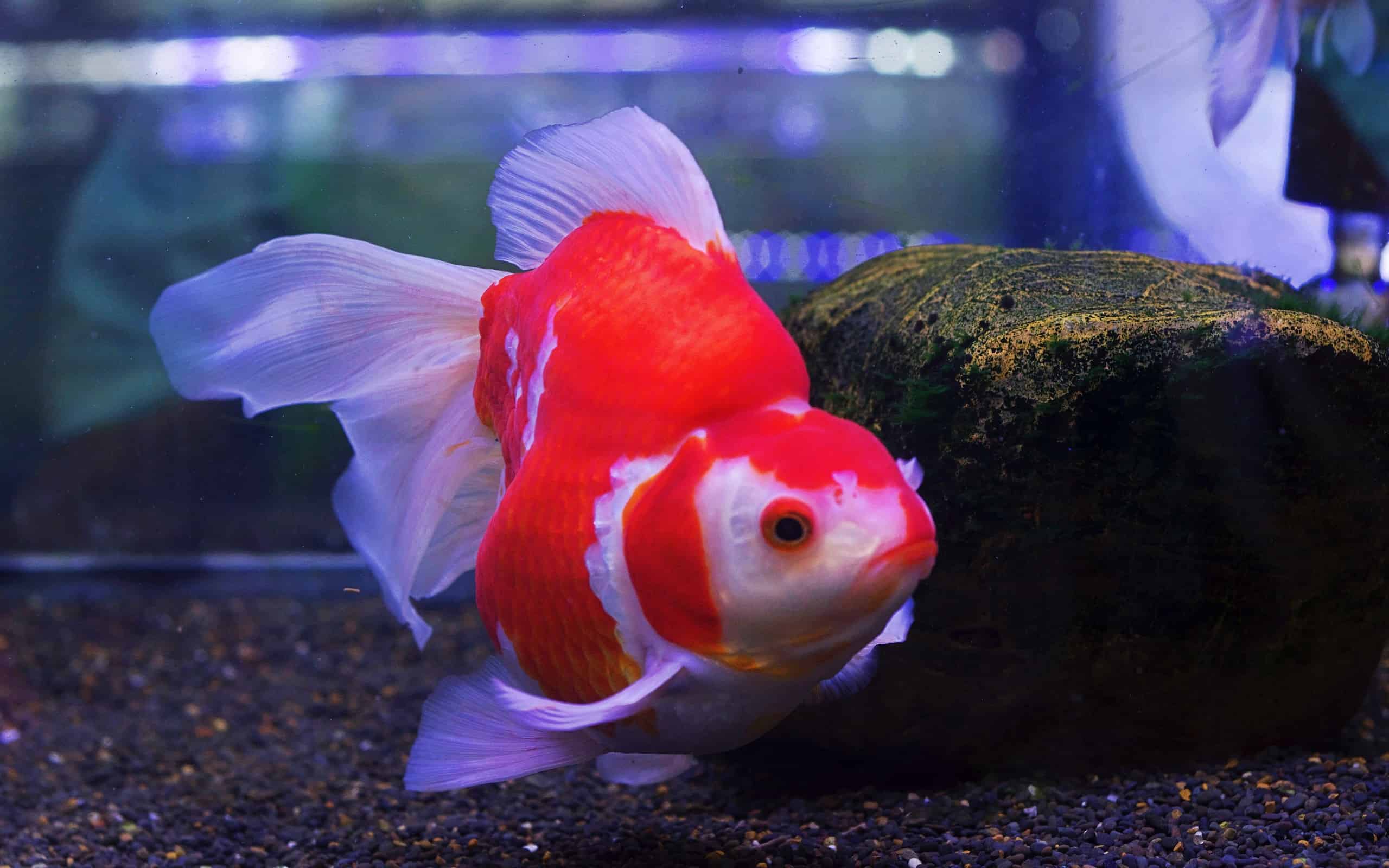 Goldfish Types - A Guide for Beginners and Aquarium Lovers
