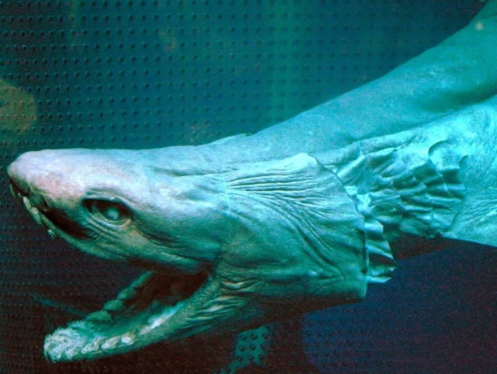 Scary Deep Sea Fish - Mysterious Creatures Living in the Ocean’s Darkest Depths