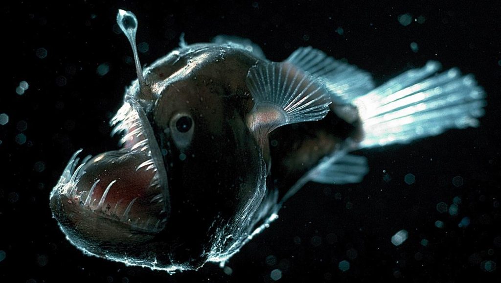 Angler Fish Facts